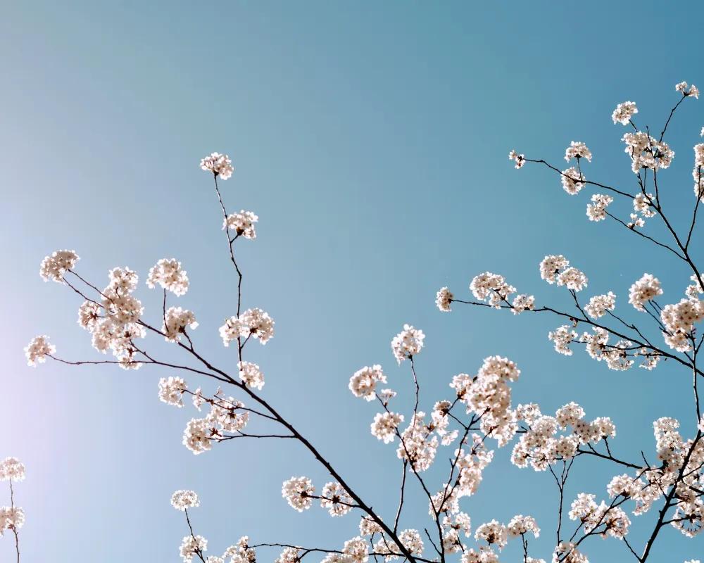 como es la terapia online para personas neurodivergentes - azul psicoloxia