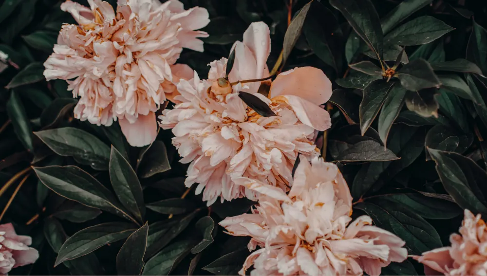 identidad, orientacion y diversidad sexual - sexologia online